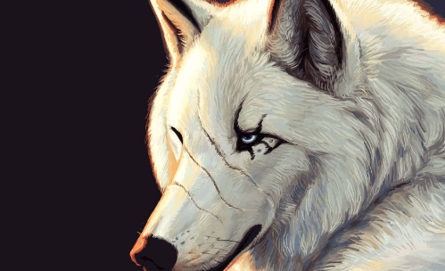 Cool:0tyklyeqt3u= Wallpaper Wolf