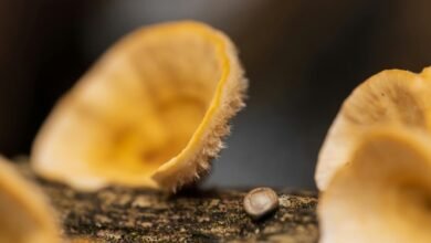 dataset reference log entries