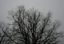 registry reference configuration outline